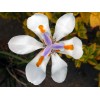 Buy Rare Seeds Dietes iridioides | Cape Iris | 20_Seeds