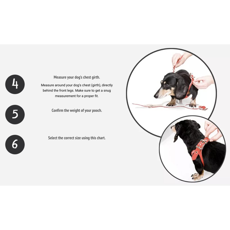 BUDDY BELT Gold Nugget - Elite Edition (6)