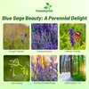 Outsidepride Blue Sage Salvia Farinacea Wild Flower Plant Seeds -