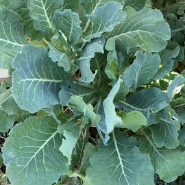 500 Morris Heading Collard Seeds for Planting. Non GMO and Heirloom. 1.5 Gram of Seeds. Garden Vegetable Survival Collards