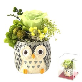 Oimoya Preserved Flower Birthday Present Rose Gift