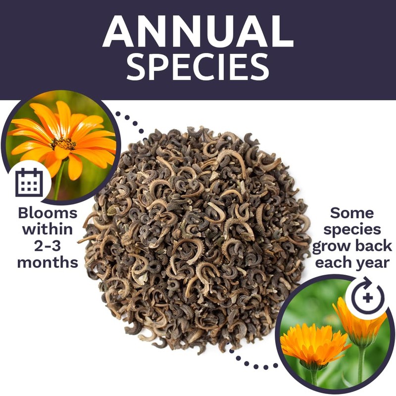 Calendula ‘Pacific Beauty Mix’ – Extra Large Packet – Over