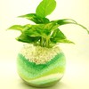 Golden Potos Hydro Culture Bowl, S, Sand Green
