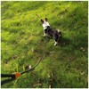 Boswany 6ft Small Slip Lead Dog Training Leash, 1/4-In Lightweight