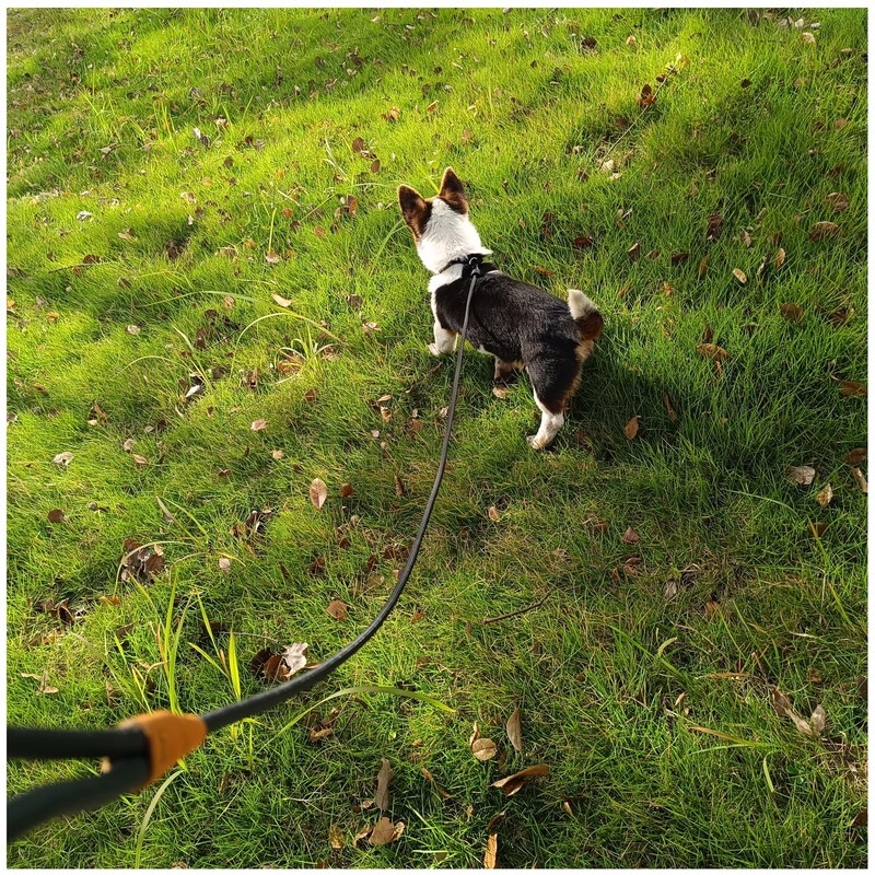Boswany 6ft Small Slip Lead Dog Training Leash, 1/4-In Lightweight