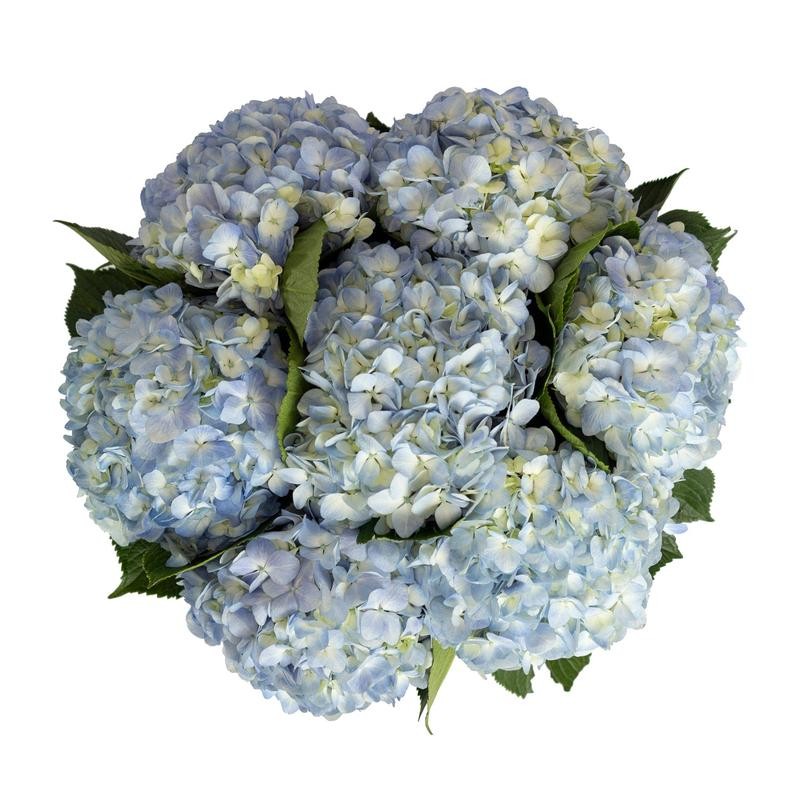 Blue Natural Hydrangeas - Color: Blue, Stems per Box: 15