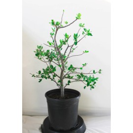 House of Bonsai Japanese white pine ( Pinus Parviflora ) 'Aoi' --- 1 Gallon