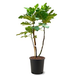 Generic The Brown Turkey Fig Tree, Fruit Bearing, Self-Pollinating, Hardy, 5 gal, Nursery Pot, 2 ft, Green