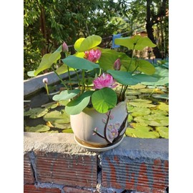 20 Organic Bonsai Bowl Lotus Seeds – Precut, Mixed Color, Heirloom, Non-GMO, Premium Quality Seeds – Water Lily Flower Plant for Indoor Bonsai, Outdoor Ponds & Water Gardens