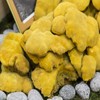 Domestic Longevity Sanghwang Mushroom Beta Glucan Raw Material Large Capacity