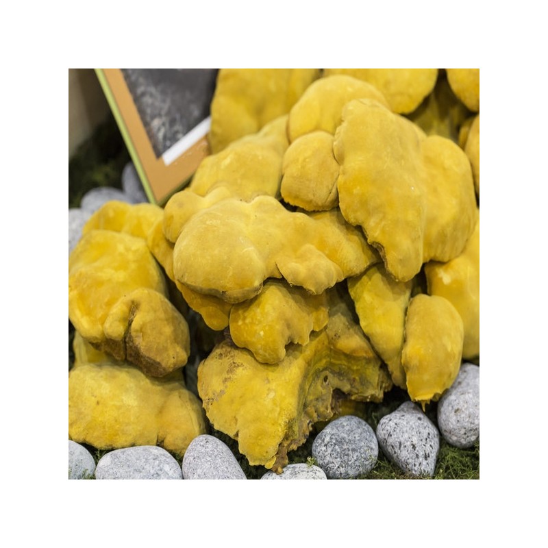 Domestic Longevity Sanghwang Mushroom Beta Glucan Raw Material Large Capacity