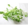 Todd's Seeds Radish Microgreen & Sprouting Seed Sampler - Includes