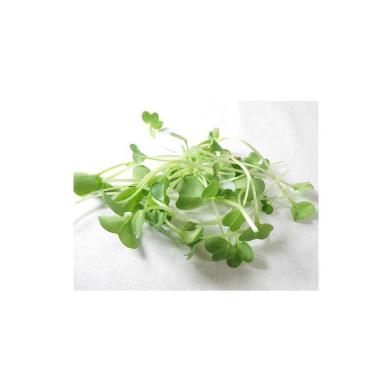 Todd's Seeds Radish Microgreen & Sprouting Seed Sampler - Includes