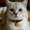Placa de Identificación Personalizada para Perros y Gatos – –