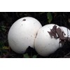 RAISE ME UP: Giant Puffball Mushrooms Spores Non GMO Heirloom