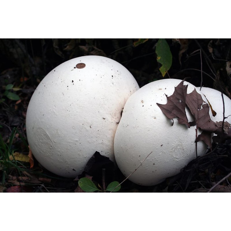RAISE ME UP: Giant Puffball Mushrooms Spores Non GMO Heirloom