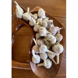 Fresh 1LB of Garlic to Plant or Cook with ~Fresh Harvest~