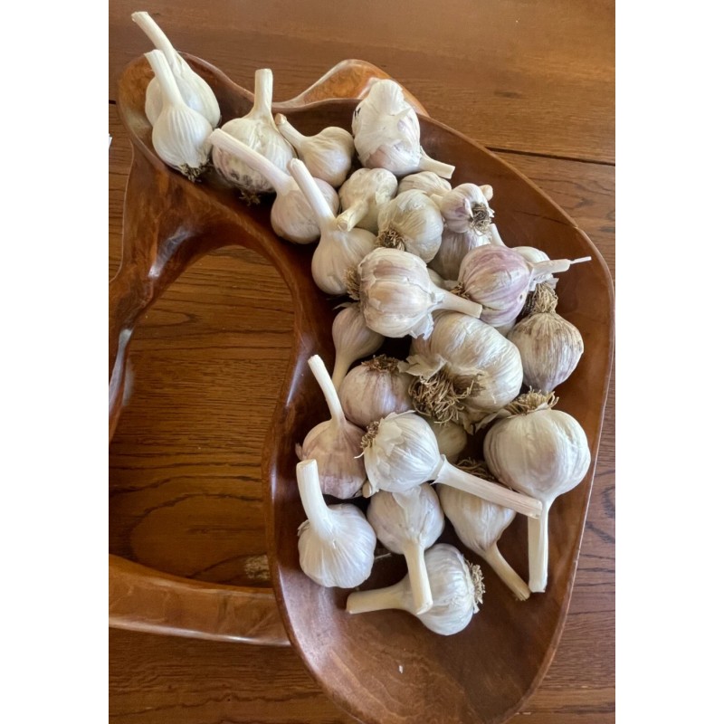 Fresh 1LB of Garlic to Plant or Cook with ~Fresh