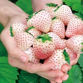 ZEshops 200pcs Rare Milk Strawberry Seeds - Non-GMO, Perennial Herb, Ideal for Cool to Warm Climates (White Strawberry)