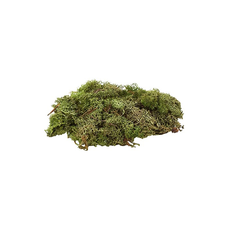 Glorex Iceland Moss, 50 G, Dark Green 7610877290294