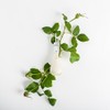 Soothe Serum for DrySensitive Skin