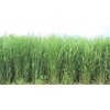 Hale Habitat & Seed RC Sundance Switchgrass Native Grass Seed,