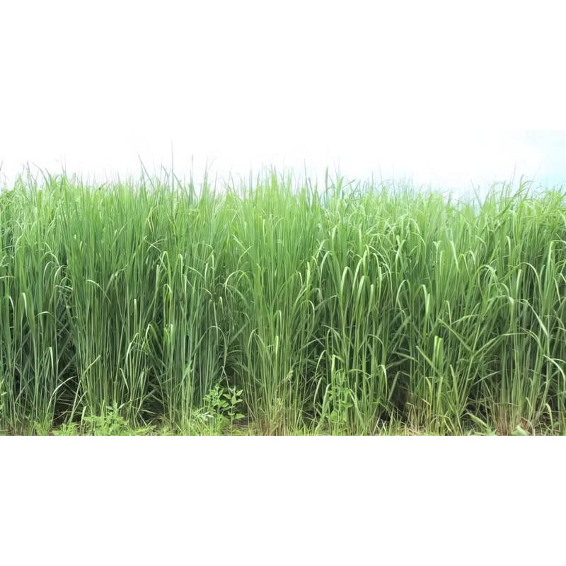Hale Habitat & Seed RC Sundance Switchgrass Native Grass Seed,