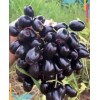Unbranded Black Java Plum (syzygium cumini) fruit tree 5”- 10”Live