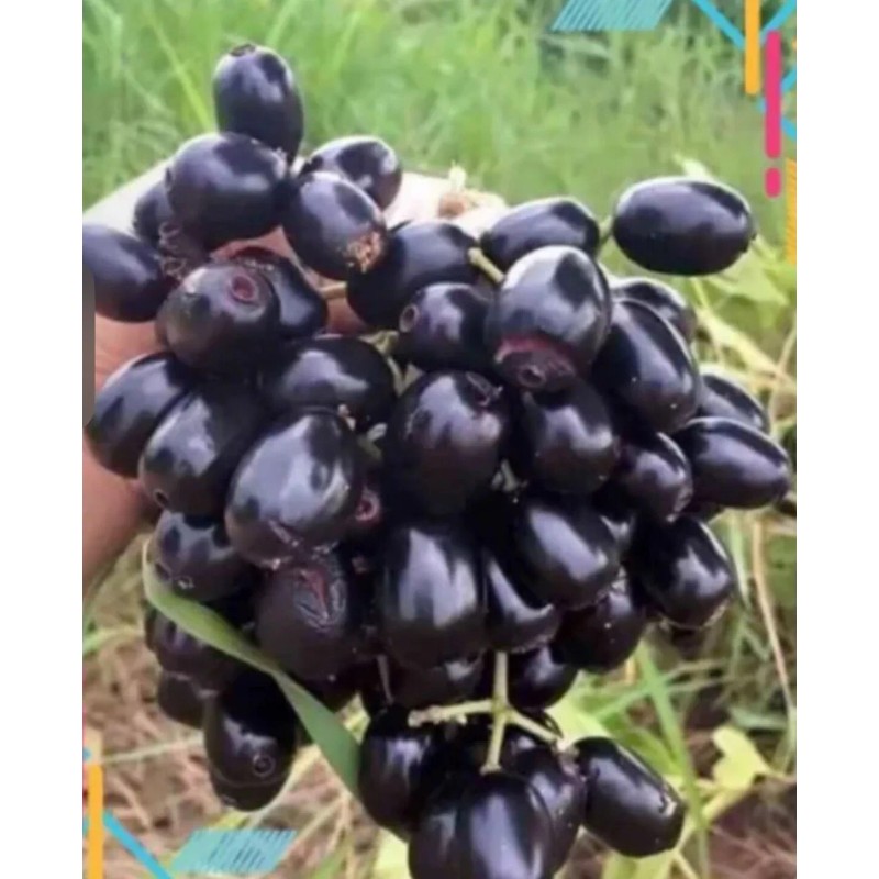 Unbranded Black Java Plum (syzygium cumini) fruit tree 5”- 10”Live