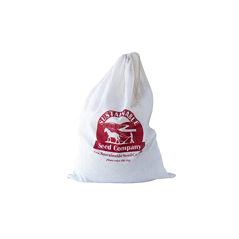 Hickory King White Corn Seeds - 25 LB Bulk ~21,250