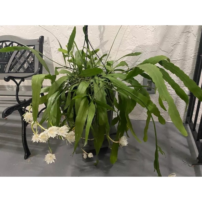 Cactus 11 Cutting 16.00 $ Epiphyllum Orchid Cactus: Night-Blooming Cereus