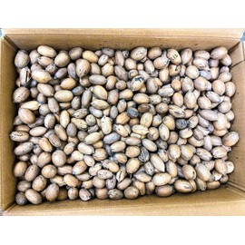 20 lbs - Texas Squirrel Pecans Inshell | Pecans.com DO NOT ORDER IF FROM CALIFORNIA OR ARIZONA