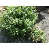 Nilsas Herbal Teas & Botanicals Catnip-for cats too! Fresh Dried