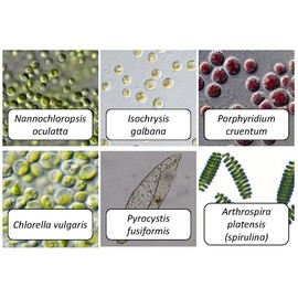 Algae Research Supply Algae Culture for Six Strains, Perfect for School Science Fairs/Projects, Experiments & Classrooms