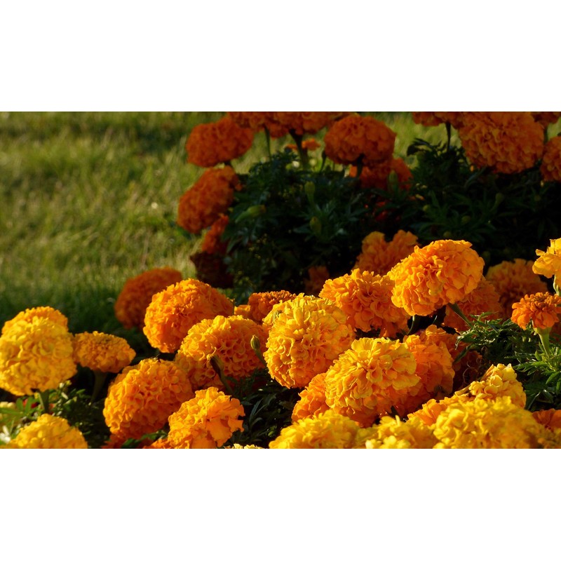 NIKA SEEDS - Flowers Mexican Marigold Cool Mix Annual -