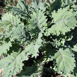 Organic Red Russian Kale Seed - 1 OZ ~8,000 Seeds - Non-GMO, Open Pollinated, Heirloom, Vegetable Gardening & Micro Greens Seeds