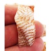 25 Turkey Wing Shells 1.5-2.5" Beach Arts & Crafts Coastal