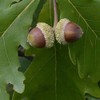Generic Swamp White Oak, Long-Living, Shade Tree, Acorn Producing, 1