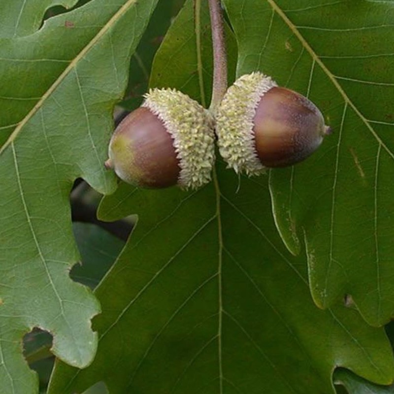 Generic Swamp White Oak, Long-Living, Shade Tree, Acorn Producing, 1