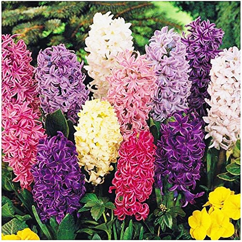 10 Sweet Invitation Hyacinth Bulbs