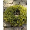 artplants. de Myrtle Decorative Wreath Jarik, Green, Diameter 20 cm,