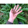 Comfrey - Root Cuttings (Symphytum ×  uplandicum) - Bocking 14