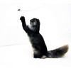 Cat Dancer 101 Cat Dancer Interactive Cat Toy, 3 Pack
