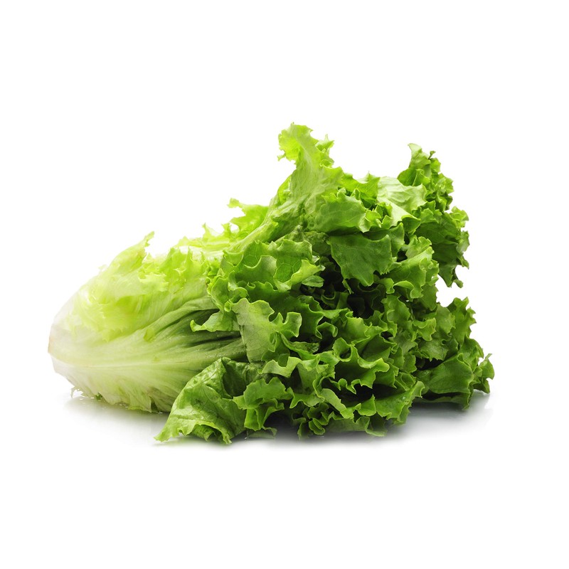 Romaine Lettuce Seeds for Hydroponics or Planting an Indoor or