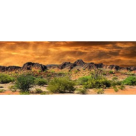Reptile Habitat, Terrarium Background, Orange Desert Sky with Cactus - (Various Sizes) (18" H x 36" W)