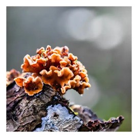 Adaptoheal Cápsulas Hongo Reishi 150 Unidades Suplemento Nutricional Vegano                                                                           