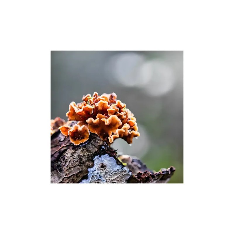 Adaptoheal Cápsulas Hongo Reishi 150 Unidades Suplemento Nutricional Vegano