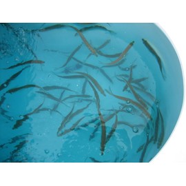 FISH KRACK - Baitfish Enhancement and Keeping Formula Additive for Minnow Buckets, Livewells and Bait Tanks. Keeps Holding Fish Alive Longer, Healthier, and Improves Performance Levels.