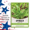 Gardeners Basics, Spinach Seeds for Planting (Viroflay) is A Great