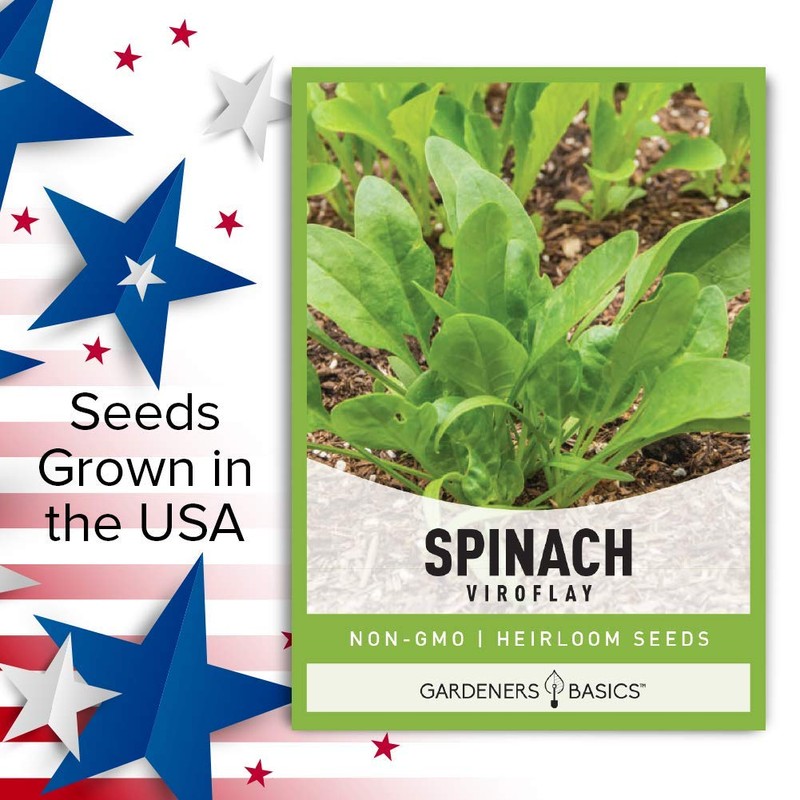 Gardeners Basics, Spinach Seeds for Planting (Viroflay) is A Great